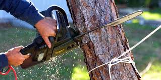 How Our Tree Care Process Works  in Bellflower, CA